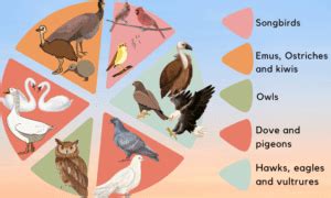 bird classes queens.